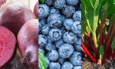 KAN FARGE URIN: Rødbeter, blåbær og rabarbra. Foto: NTB Scanpix/Shutterstock KAN FARGE URIN: Rødbeter, blåbær og rabarbra. Foto: NTB Scanpix/Shutterstock